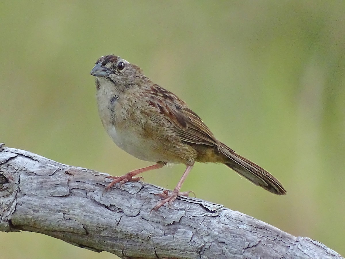 Botteri's Sparrow - Alfonso Auerbach