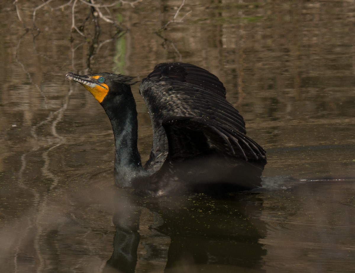 Double-crested Cormorant - Jack and Shirley Foreman