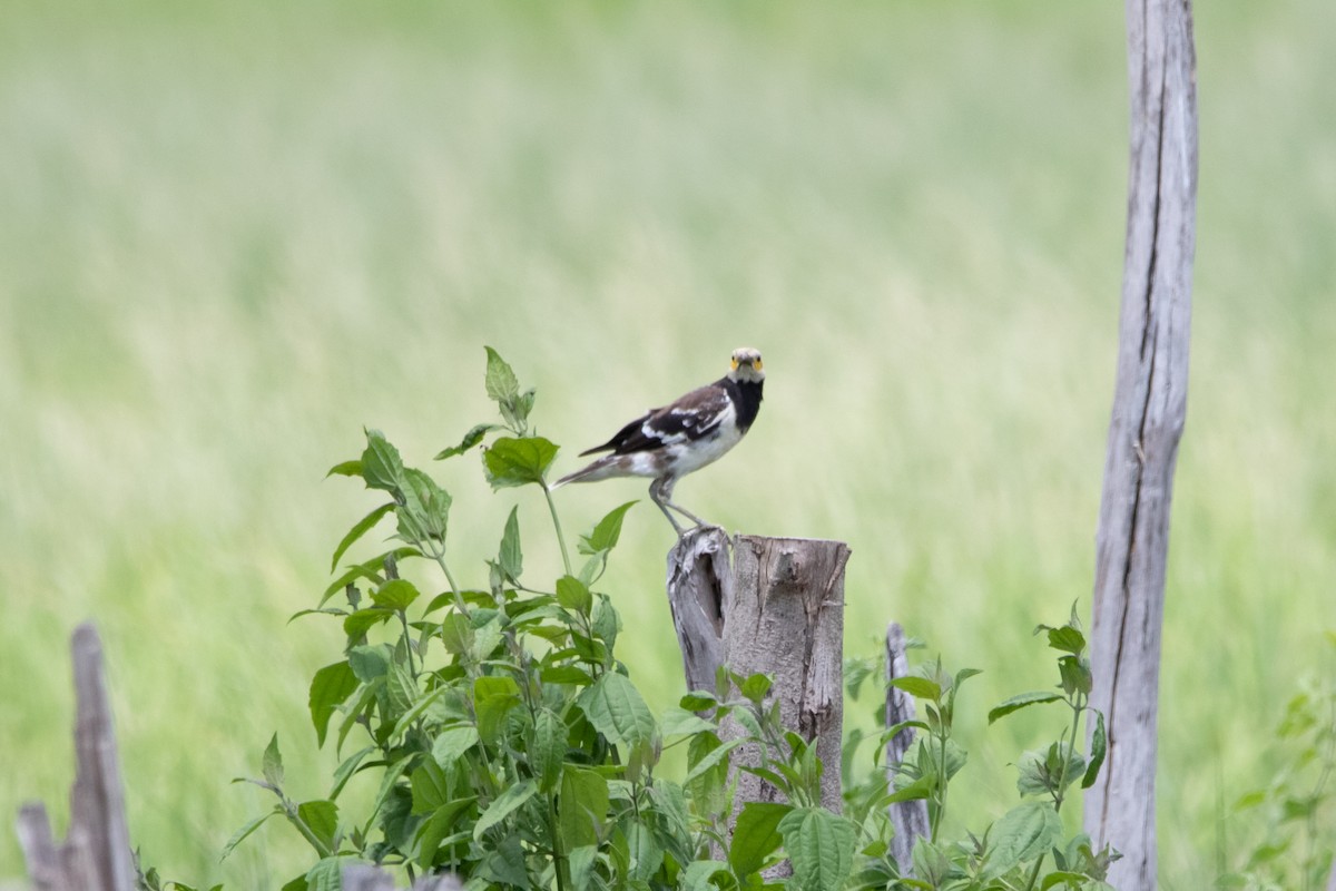 Black-collared Starling - Sutanan Pinmaneenopparat