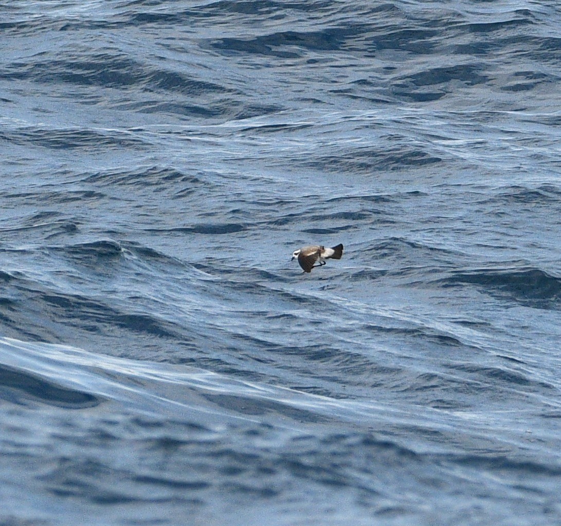 White-faced Storm-Petrel - ML263110071