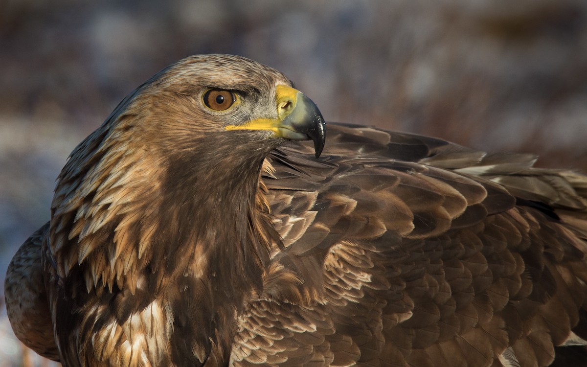 Golden Eagle - Lars Petersson | My World of Bird Photography