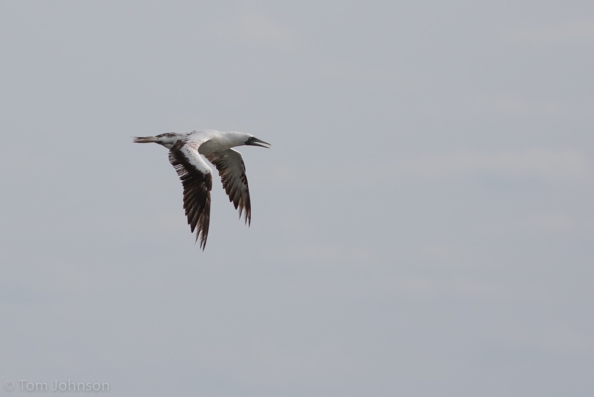 Masked Booby - ML263113771