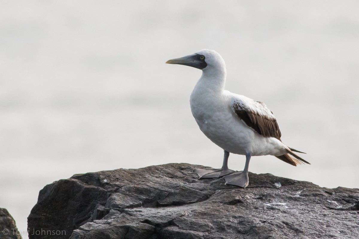 Masked Booby - ML263113861