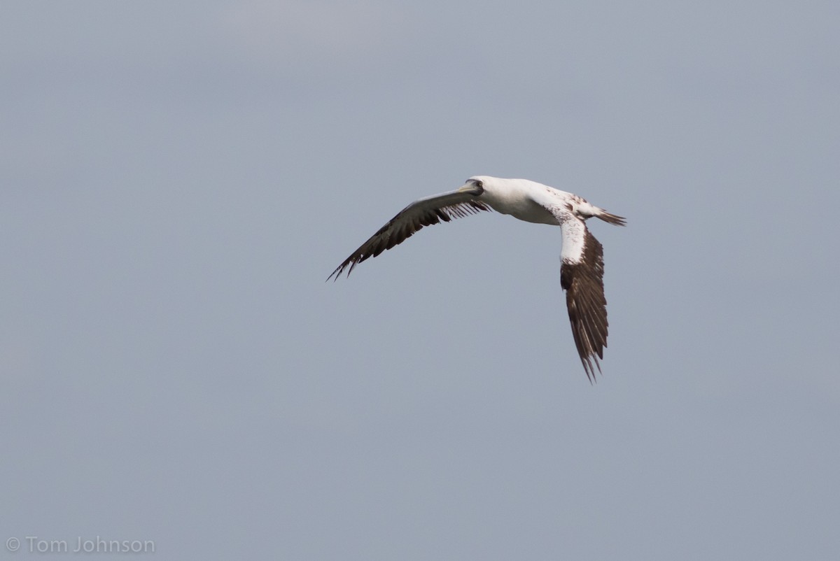 Masked Booby - ML263115951