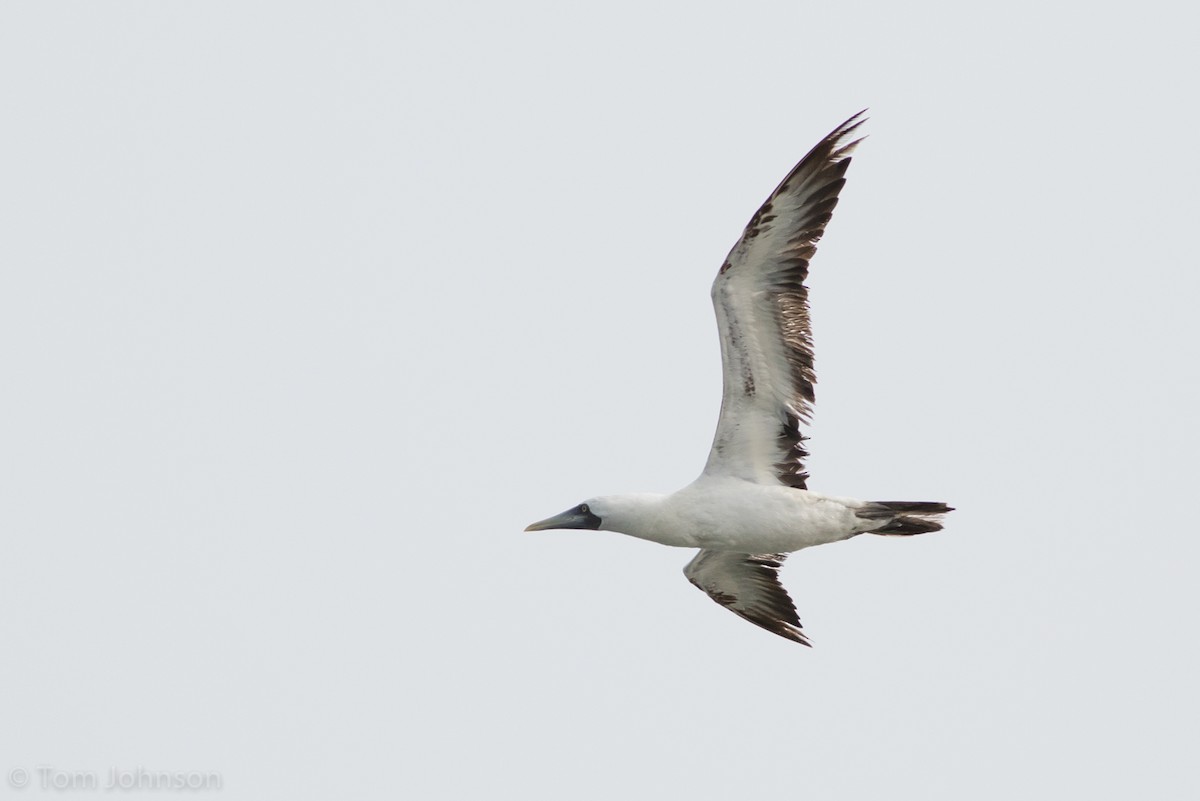 Masked Booby - ML263115961