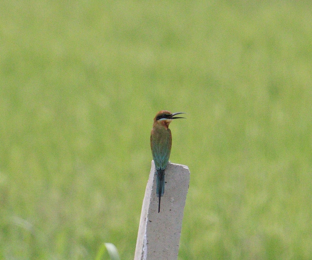 Blue-tailed Bee-eater - ML263117861