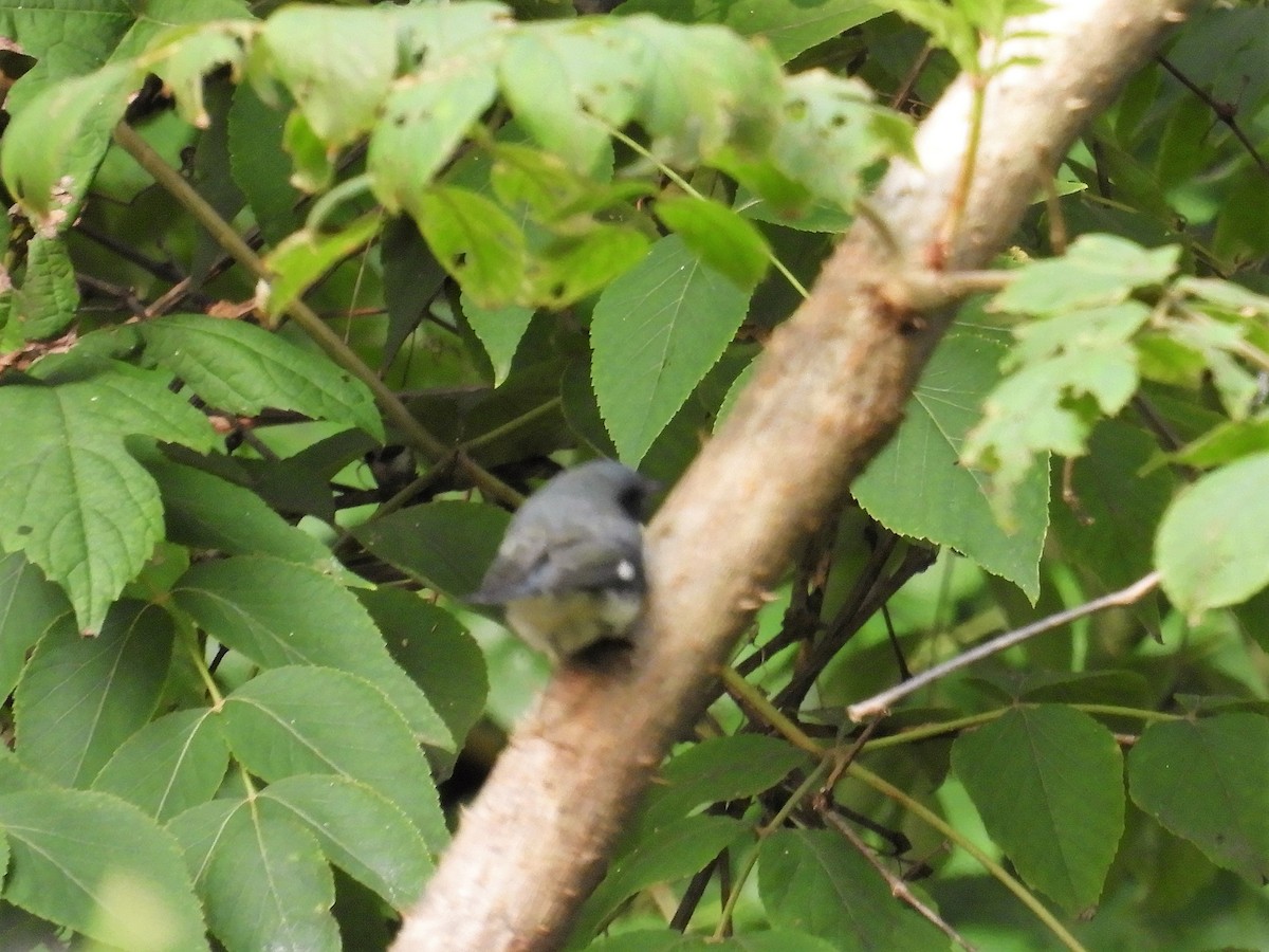 Black-throated Blue Warbler - ML263117961