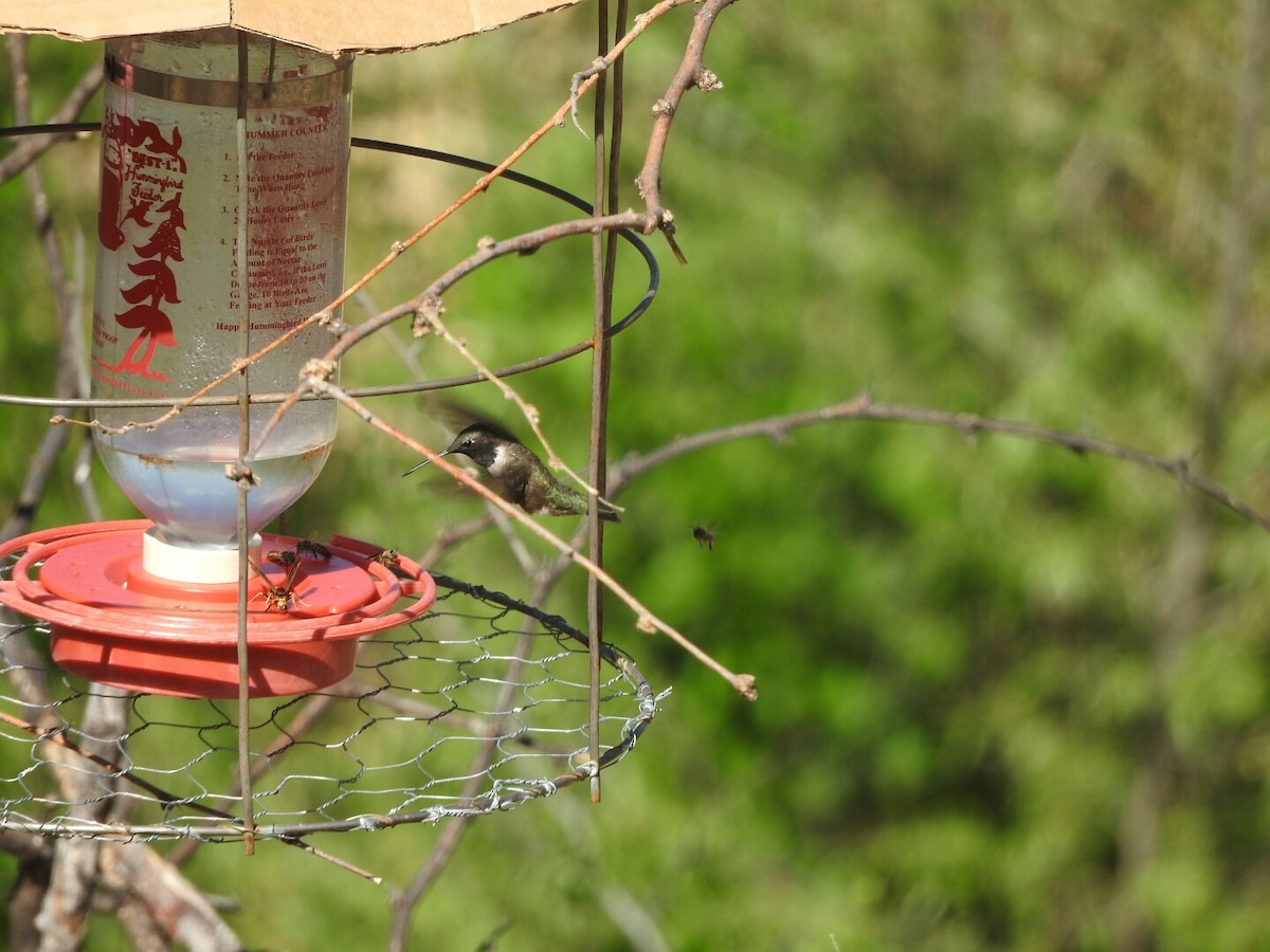 Black-chinned Hummingbird - Robert Garriock