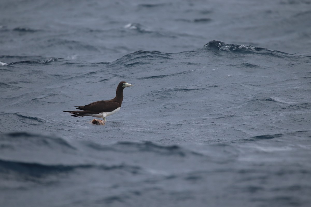Brown Booby - Chi-Hsuan Shao