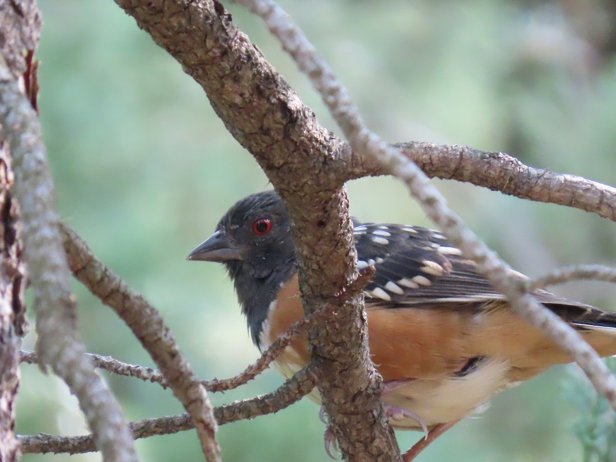 Spotted Towhee - ML263135561