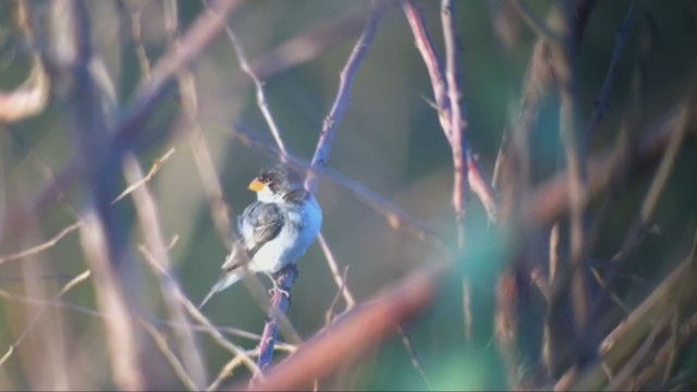 White-throated Seedeater - ML263136781