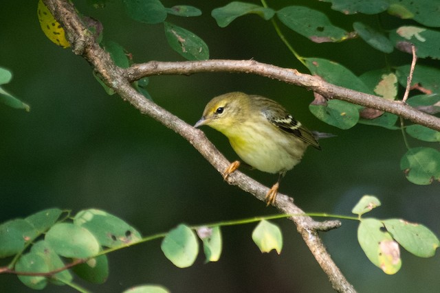 Blackpoll Warbler