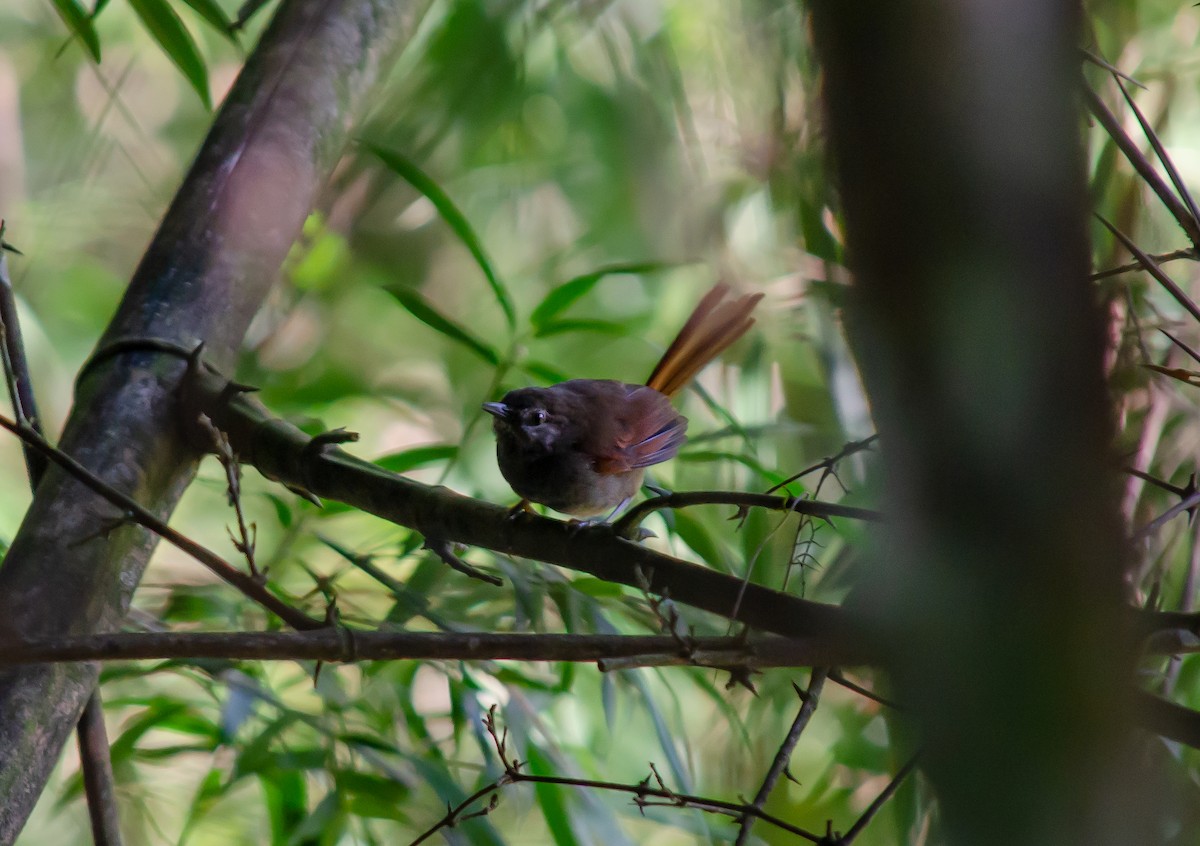 Gray-bellied Spinetail - ML263145211