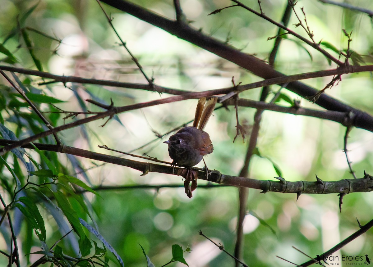 Gray-bellied Spinetail - ML263145331