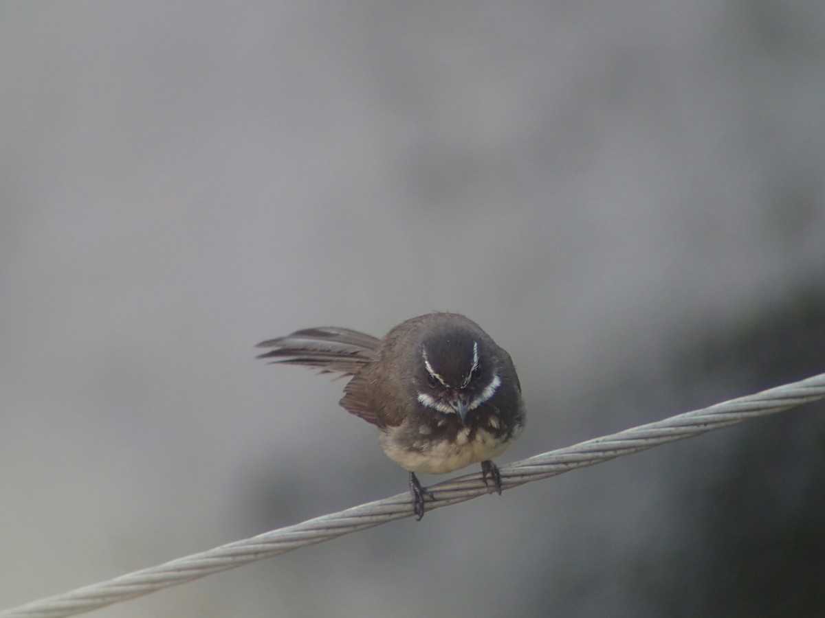 Spot-breasted Fantail - ML263149031