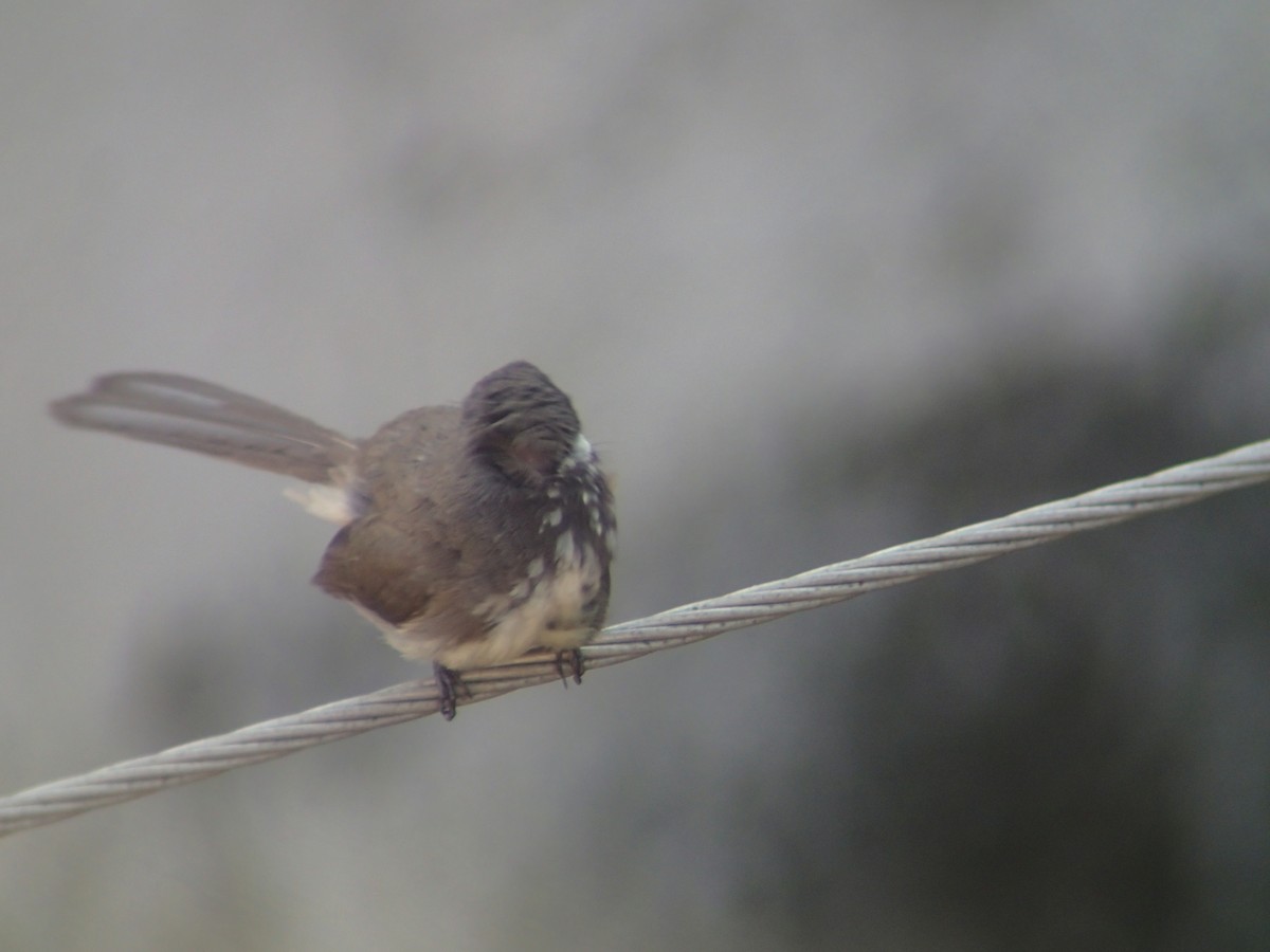 Spot-breasted Fantail - ML263149041