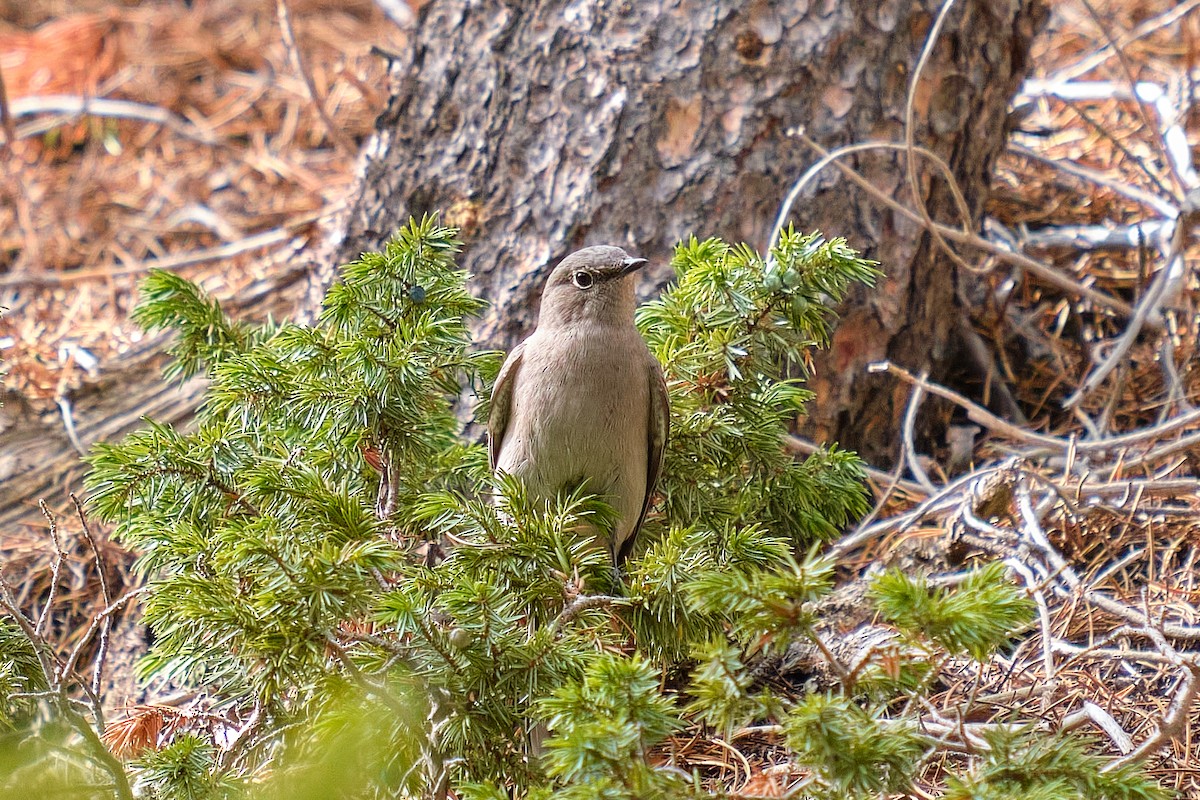 Townsend's Solitaire - ML263149741