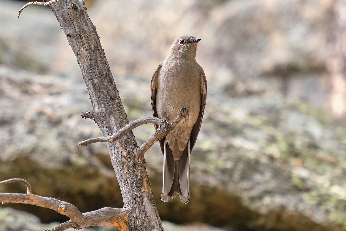 Townsend's Solitaire - Guillaume Stordeur