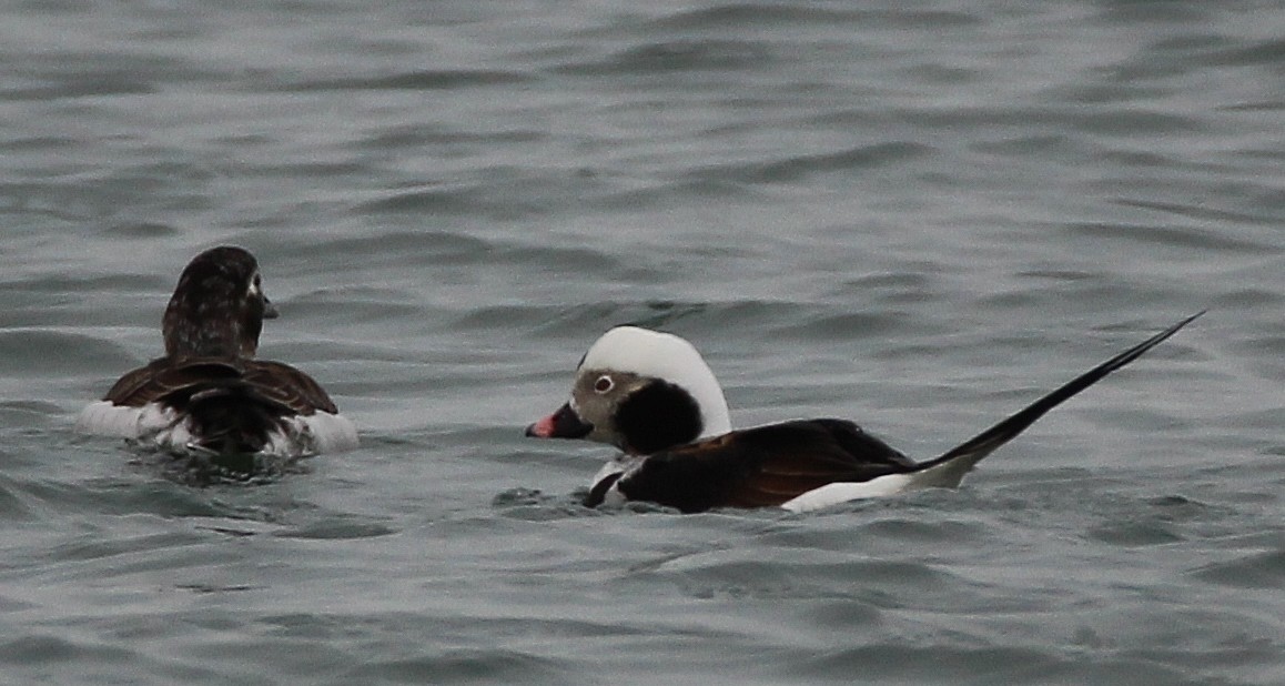 Long-tailed Duck - ML26315251