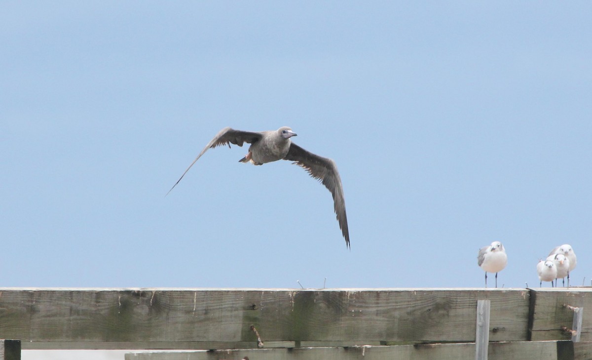 Red-footed Booby - ML263154341