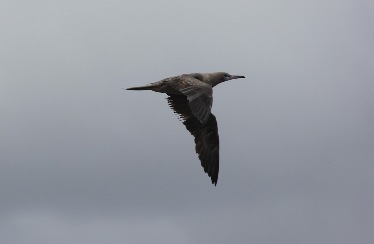 Red-footed Booby - ML263154821