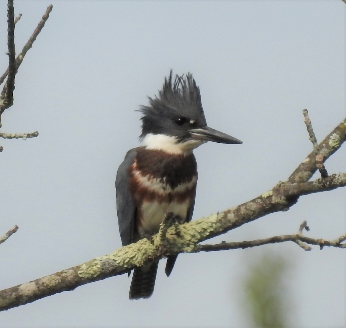 Belted Kingfisher - ML263156851