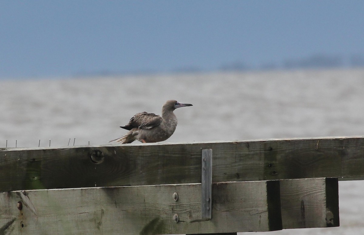 Red-footed Booby - ML263157231