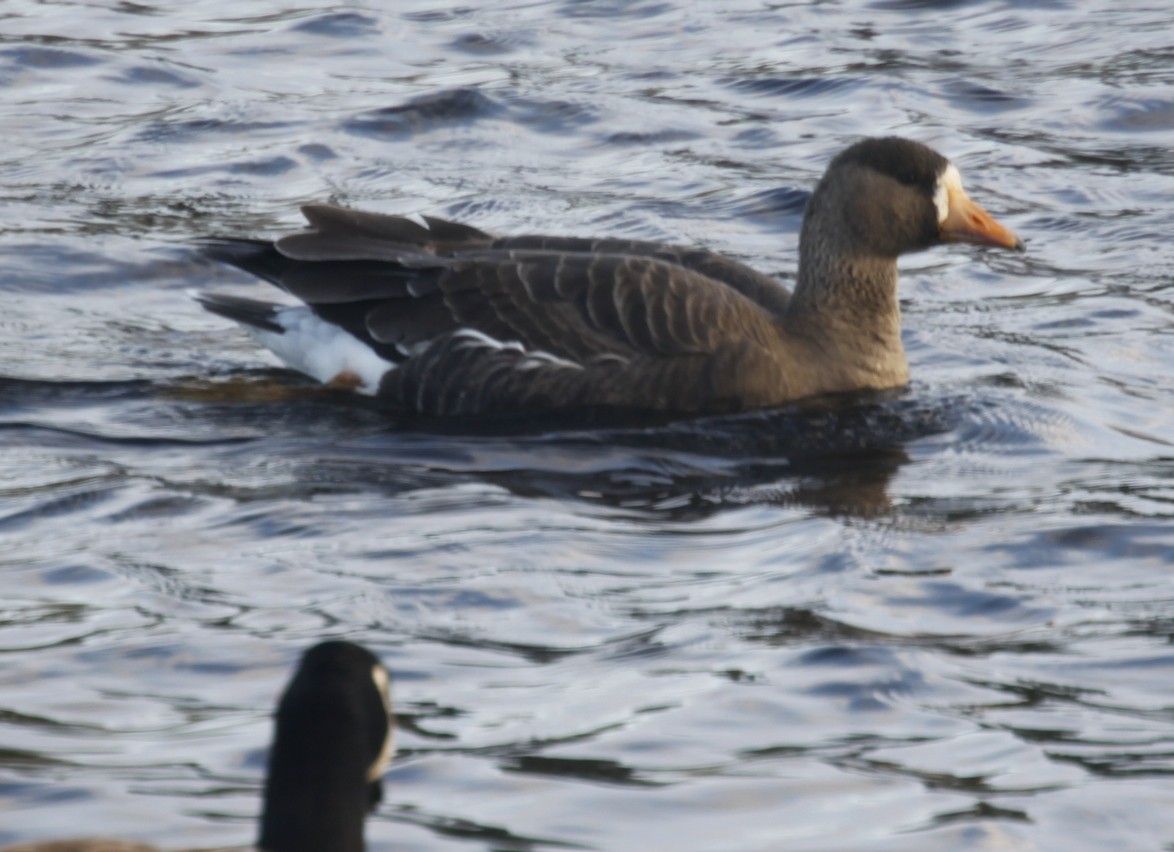 Greater White-fronted Goose - J Ambs