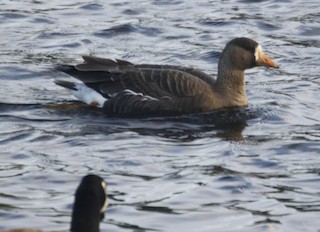 Greater White-fronted Goose, ML26315741