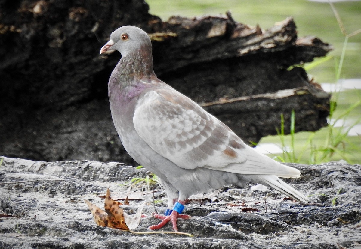 Rock Pigeon (Feral Pigeon) - Florida Birder