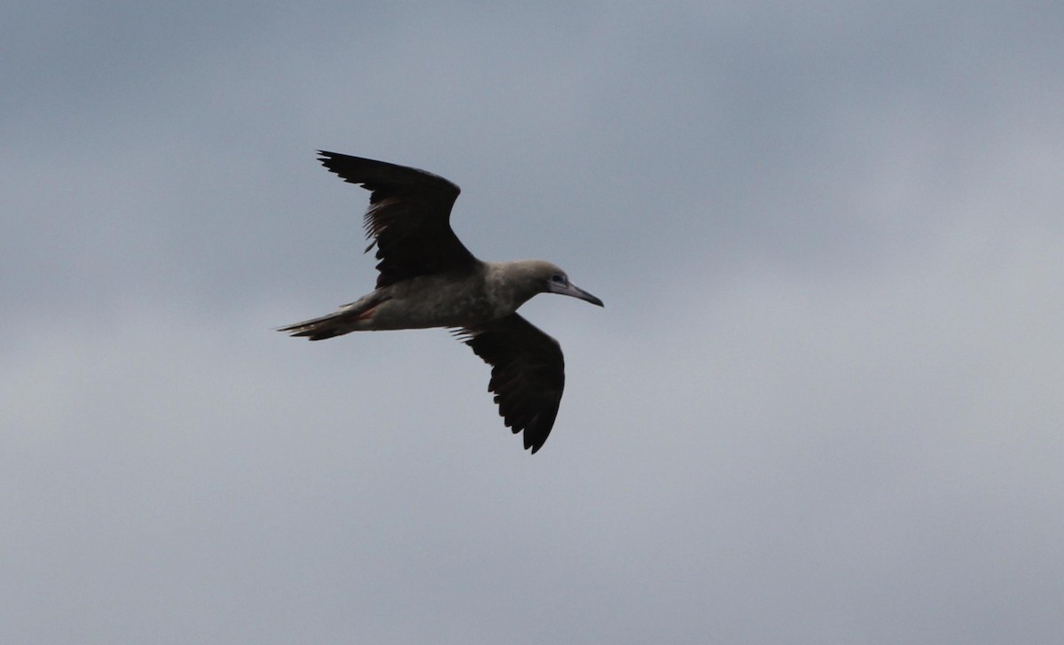 Red-footed Booby - ML263158361