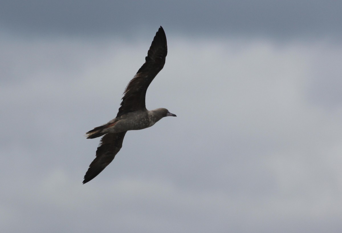 Red-footed Booby - Abby Darrah