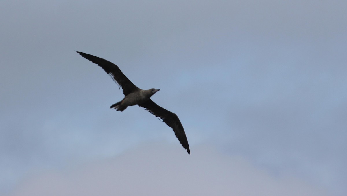 Red-footed Booby - ML263158841