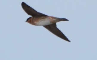 Cave Swallow - Cynthia Ehlinger