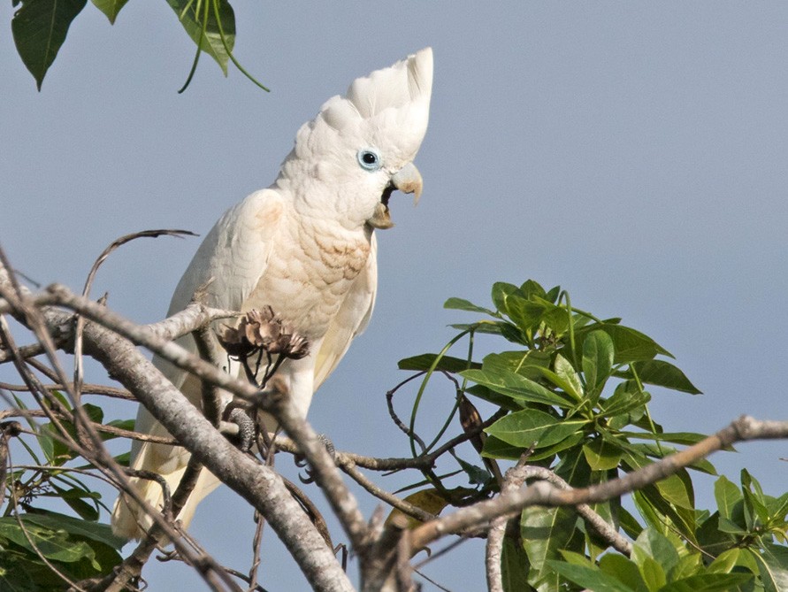 Ducorps's Cockatoo - Lars Petersson | My World of Bird Photography