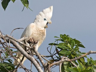  - Ducorps's Cockatoo