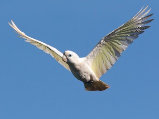  - Ducorps's Cockatoo