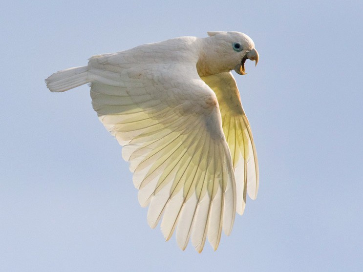 Ducorps's Cockatoo - Lars Petersson | My World of Bird Photography