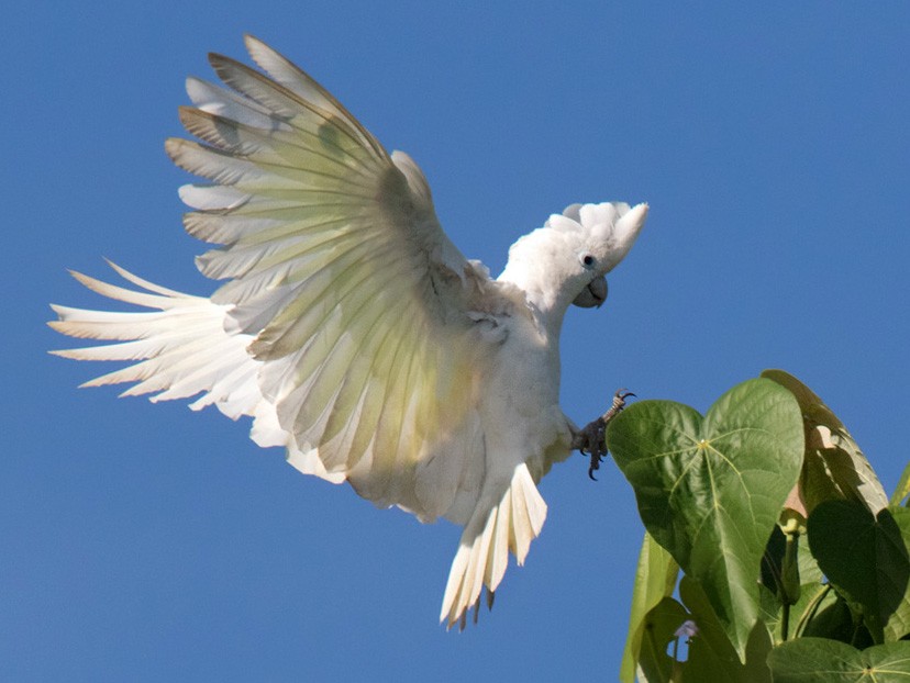 Ducorps's Cockatoo - Lars Petersson | My World of Bird Photography