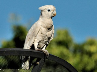  - Ducorps's Cockatoo
