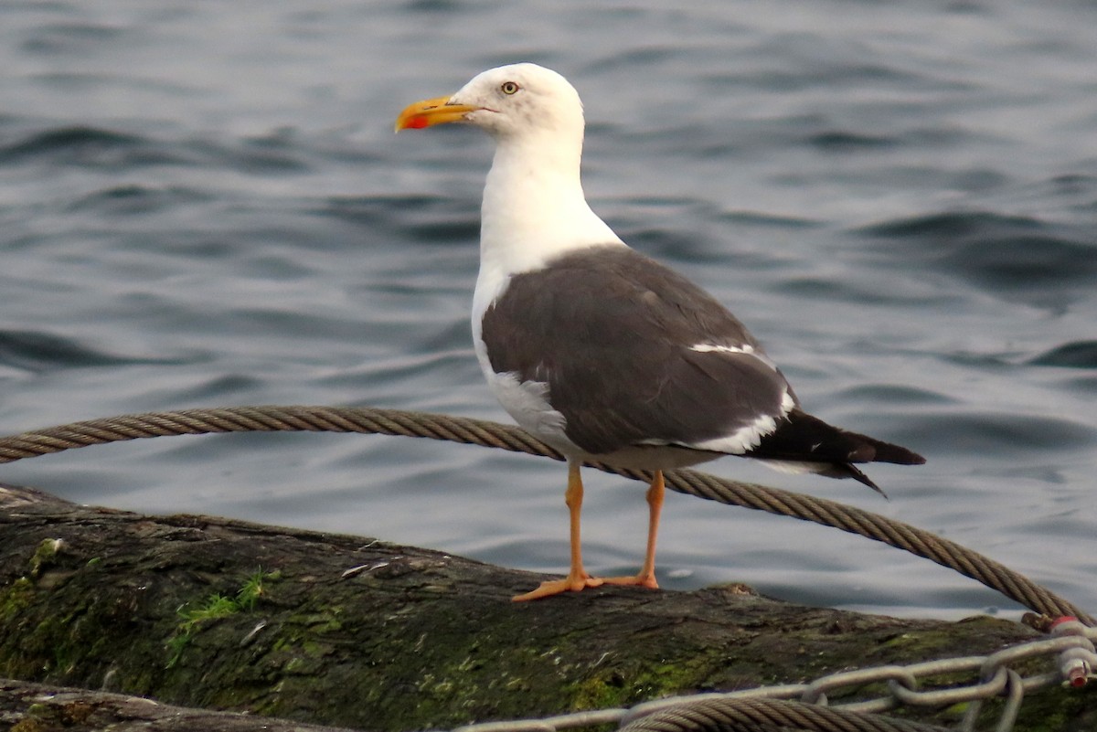 Lesser Black-backed Gull - Brad Vissia