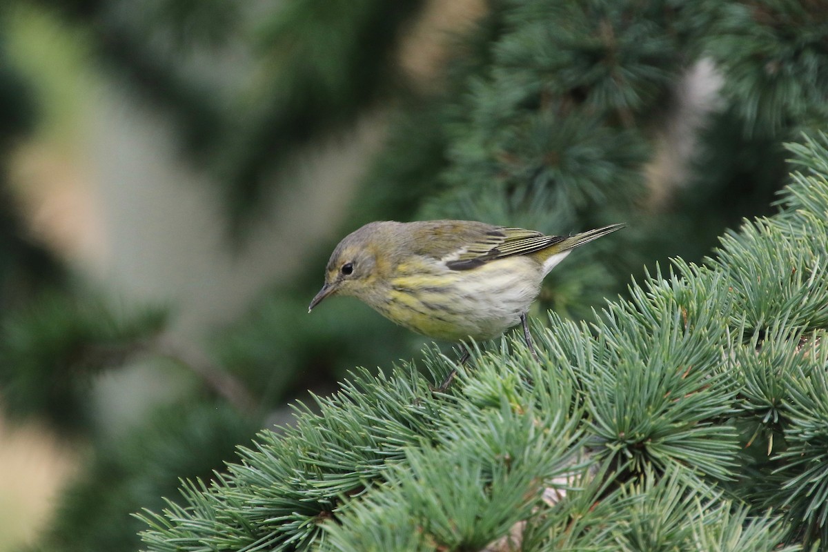 Cape May Warbler - E R