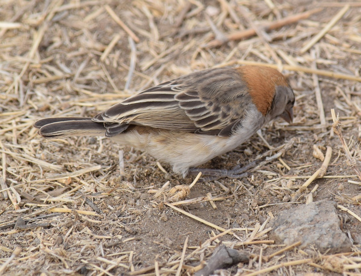 Speckle-fronted Weaver - ML263172101