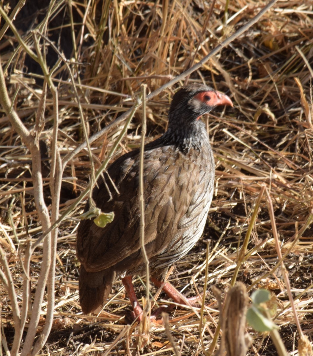 Red-necked Spurfowl - ML263172211