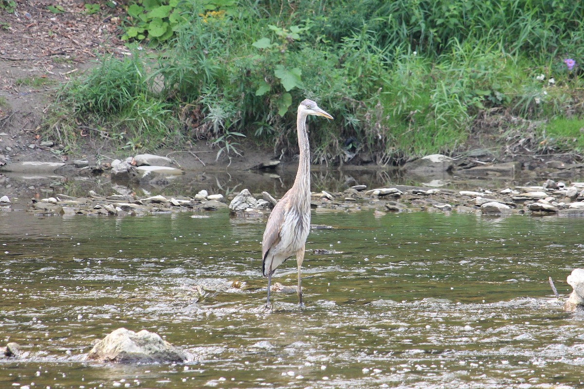 Great Blue Heron - Christopher Moser-Purdy