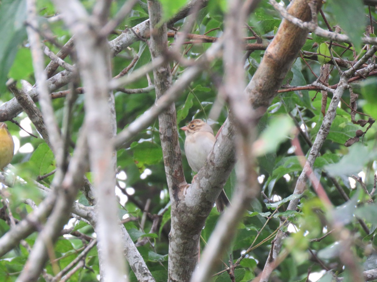 Clay-colored Sparrow - ML263174621