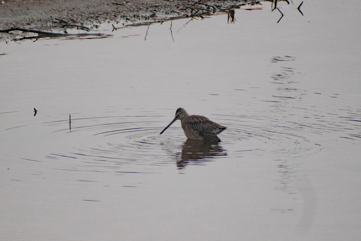 Long-billed Dowitcher - ML263175301