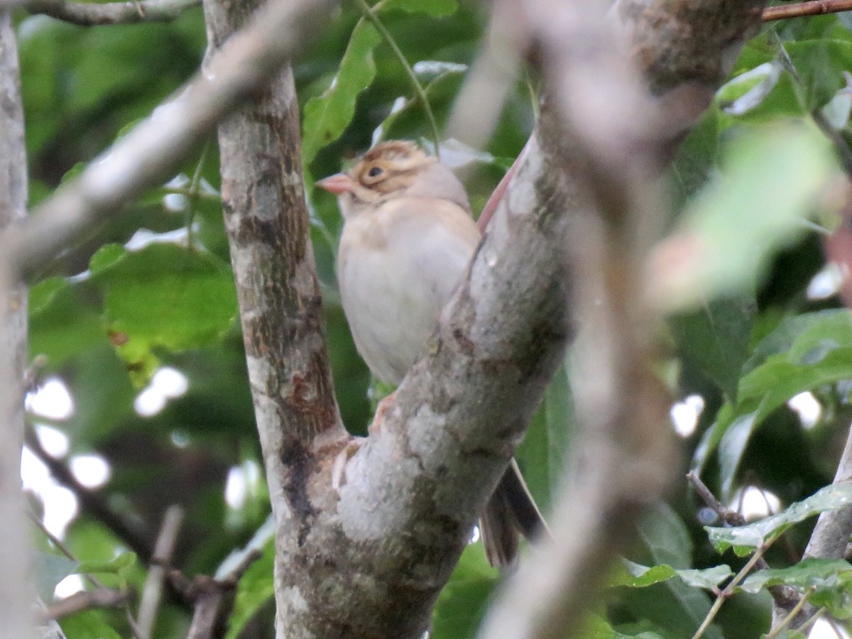 Clay-colored Sparrow - ML263176961