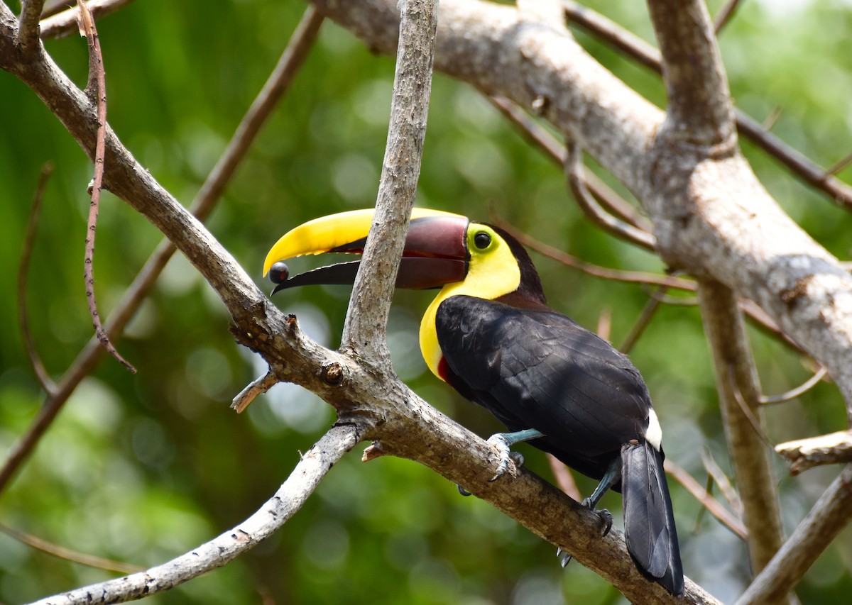 Yellow-throated Toucan (Chestnut-mandibled) - ML26317781