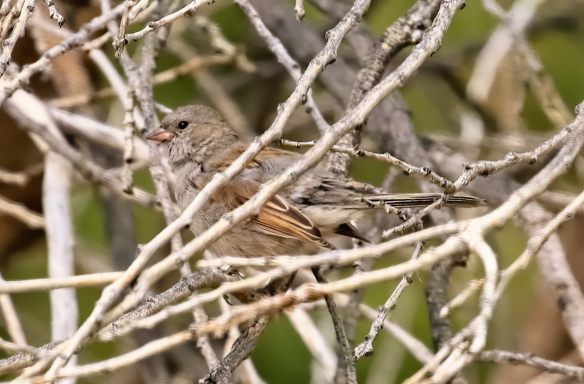 Black-chinned Sparrow - Joelle Buffa Clyde Morris